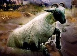 Tweede Beest