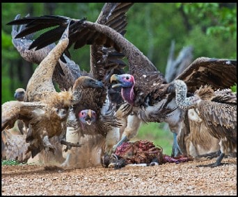 Roofvogels