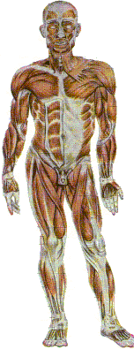 Plaatje van het menselijke skelet